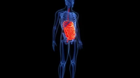 Human Digestive System Anatomy Animation Concept 스톡 동영상 307404117