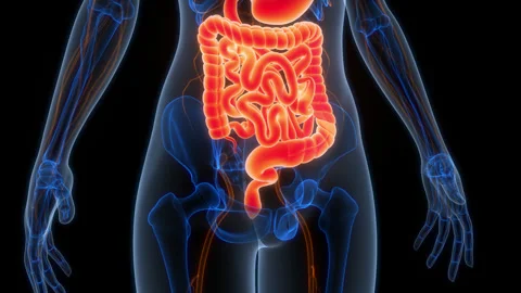 Human Digestive System Anatomy Animation Concept Video stock 307404911
