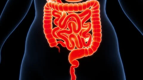 Human Digestive System Anatomy Animation Concept Stock Footage 307405524
