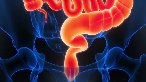 Human Digestive System Anatomy Animation Concept 스톡 동영상 307405569