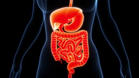 Human Digestive System Anatomy Animation Concept 스톡 동영상 307405572