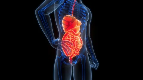 Human Digestive System Anatomy Animation Concept Video stock 307406590