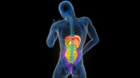 Human Digestive System Anatomy Animation Concept 스톡 동영상 307406648