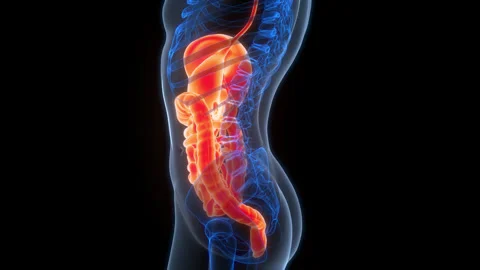 Human Digestive System Anatomy Animation Concept Video stock 307407730