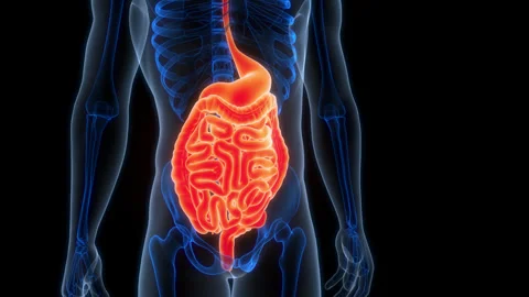 Human Digestive System Anatomy Animation Concept Vídeos de archivo 307409980