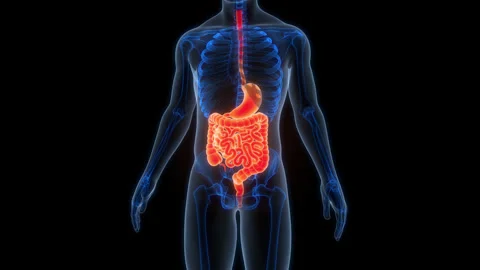 Human Digestive System Anatomy Animation Concept Vídeos de archivo 307410655