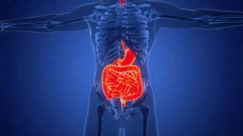 Human Digestive System Anatomy Animation Concept Stockbeeldmateriaal 307416442