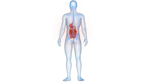 Human Digestive System Anatomy Animation Concept Stock Footage 331861626