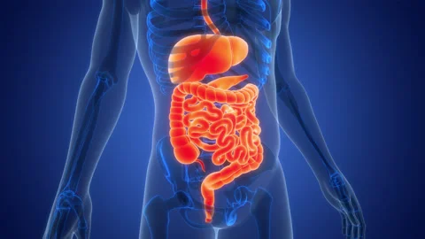 Human Digestive System Anatomy Animation Concept Stock Footage 331863416