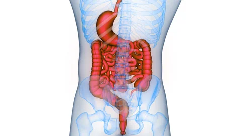 Human Digestive System Anatomy Animation Concept Stock Footage 331864157