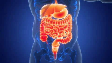 Human Digestive System Anatomy Animation Concept 스톡 동영상 331864475