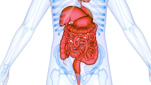 Human Digestive System Anatomy Animation Concept Video stock 340012899