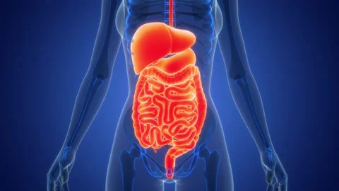Human Digestive System Anatomy Animation Concept Video stock 340013213