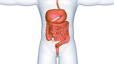 Human Digestive System Anatomy Animation Concept Video stock 340013294