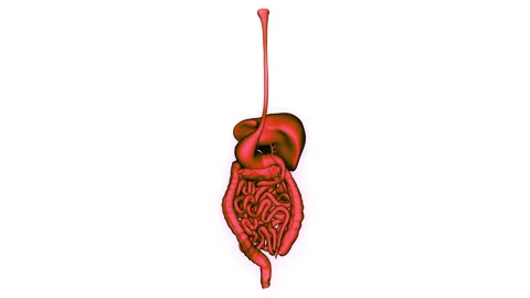 Human Digestive System Anatomy Animation Concept 스톡 동영상 340013302