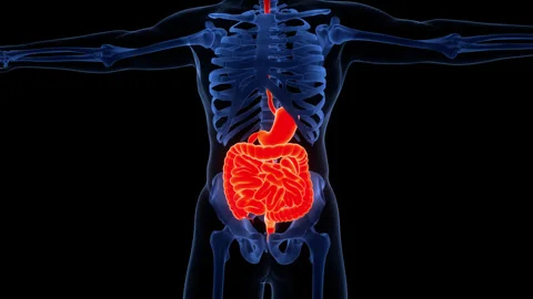 Human Digestive System Anatomy Animation Concept Video stock 340013547