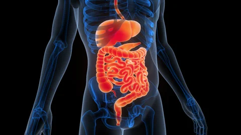 Human Digestive System Anatomy Animation Concept Stock Footage 340986364