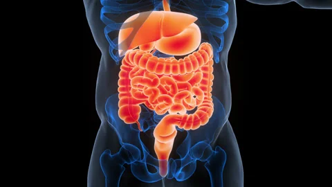 Human Digestive System Anatomy Animation Concept 스톡 동영상 340987188