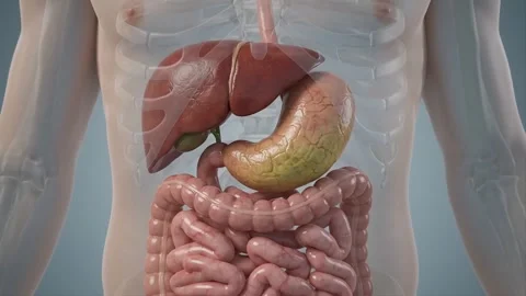 Human Digestive System Anatomy Animation. 動画素材 341801875
