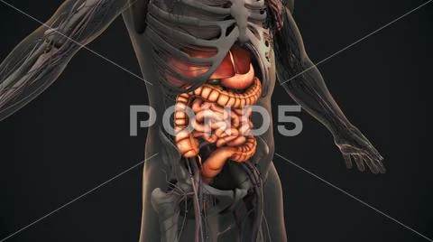 Human digestive system anatomy animation: Royalty Free #194916146