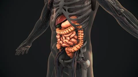 Human digestive system anatomy animation Illustration