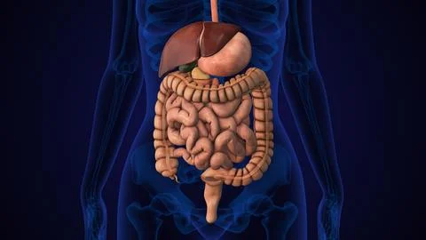 Human Digestive System Anatomy Animation Concept Illustrazione stock