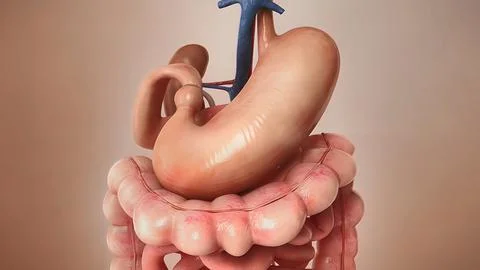 Human Digestive System Anatomy  Concept. 3D Stock Illustration