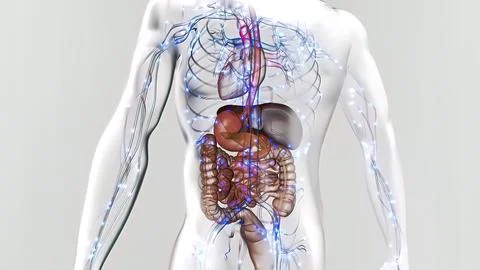 Human Digestive System Anatomy Concept. 3D illustration Stock-Illustration
