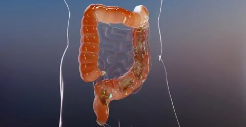 Human digestive system anatomy, concept of the intestine, laxative, constipation Stock Illustration