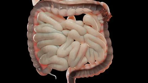 Human digestive system anatomy, concept of the intestine, laxative, traitement Stock Illustration