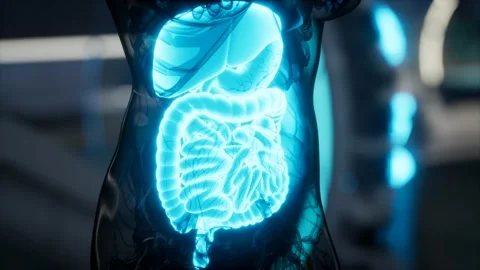 Human digestive system anatomy exam in laboratory Vidéo 153796445