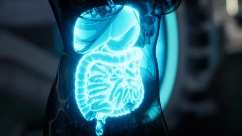Human digestive system anatomy exam in laboratory Stock Illustration