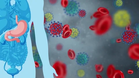 Human Digestive System Anatomy with Floating Blood Cells and Viruses Animation Stock Footage 346569086