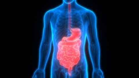 Human Digestive System Anatomy Stock Footage 70499751