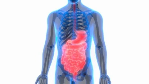 Human Digestive System Anatomy 動画素材 70501143