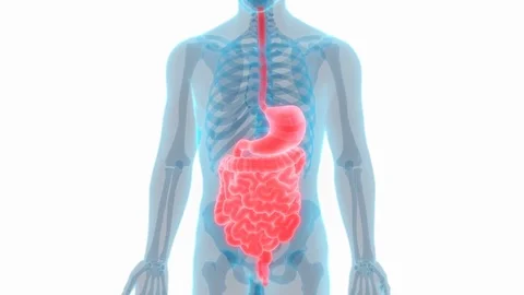 Human Digestive System Anatomy Stock Footage 70755616