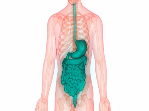 Human Digestive system Anatomy Vídeos de archivo 71091374