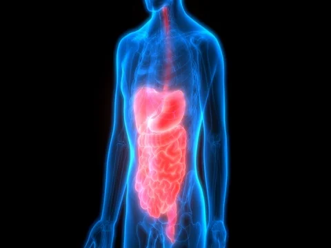 Human Digestive system Anatomy Stock-Footage 74580019