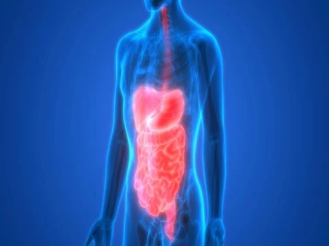 Human Digestive system Anatomy Видео 74580066