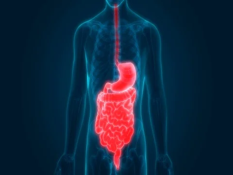 Human Digestive System Anatomy Vidéo 74649927
