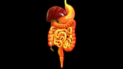 Human Digestive System Anatomy | Stock Video | Pond5