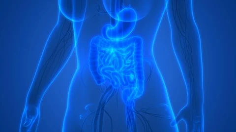 Human Digestive System Anatomy 库存影片 97340528