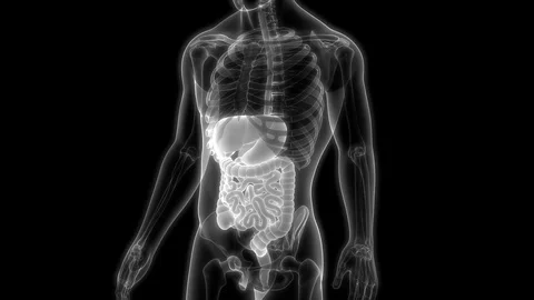 Human Digestive System Anatomy 動画素材 106346335