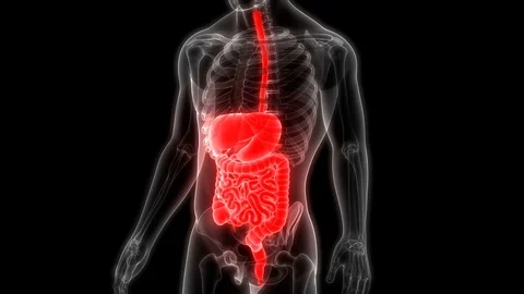 Human Digestive System Anatomy 動画素材 106346416