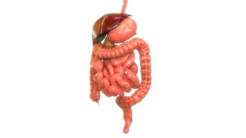 Human Digestive System Anatomy Stock-Footage 114563841