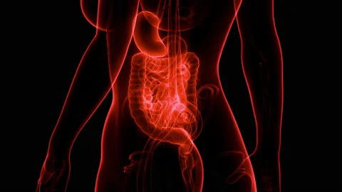 Human Digestive System Anatomy Stock Footage 158163871