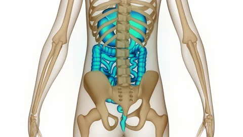 Human Digestive System Anatomy Stock Footage 250436965