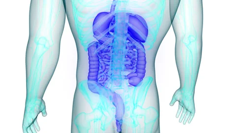 Human Digestive System Anatomy Stock Footage 250437378