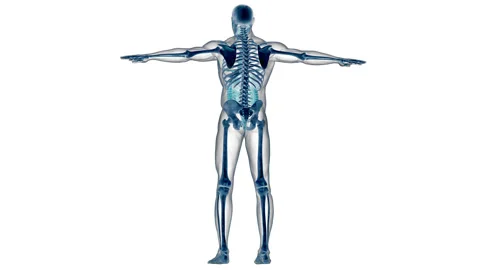 Human Digestive System Anatomy Stock Footage 250438067