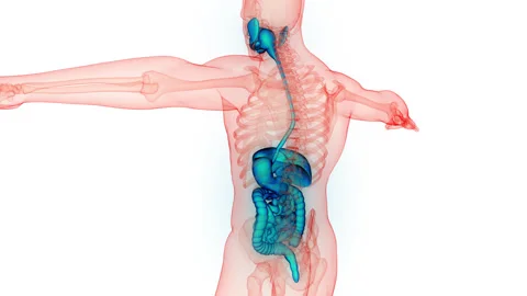 Human Digestive System Anatomy Stock Footage 250438412